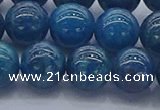 CAP363 15.5 inches 10mm round apatite gemstone beads wholesale