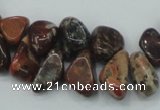 CBD16 15.5 inches 8*12mm chip brecciated jasper gemstone beads