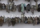 CCH646 15.5 inches 4*10mm - 6*14mm labradorite chips beads