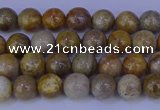 CFC200 15.5 inches 4mm round fossil coral beads wholesale