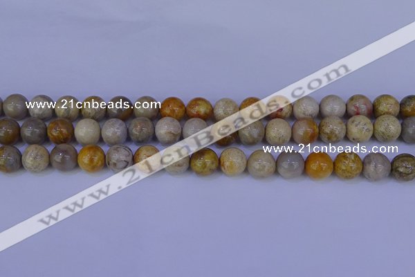 CFC203 15.5 inches 10mm round fossil coral beads wholesale