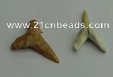 CGP541 15*25mm - 22*30mm shark teeth pendants wholesale