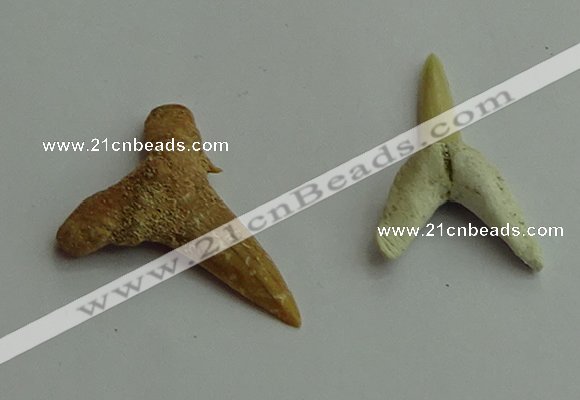 CGP541 15*25mm - 22*30mm shark teeth pendants wholesale