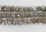 CNG8615 10*13mm - 12*16mm faceted freeform moonstone beads